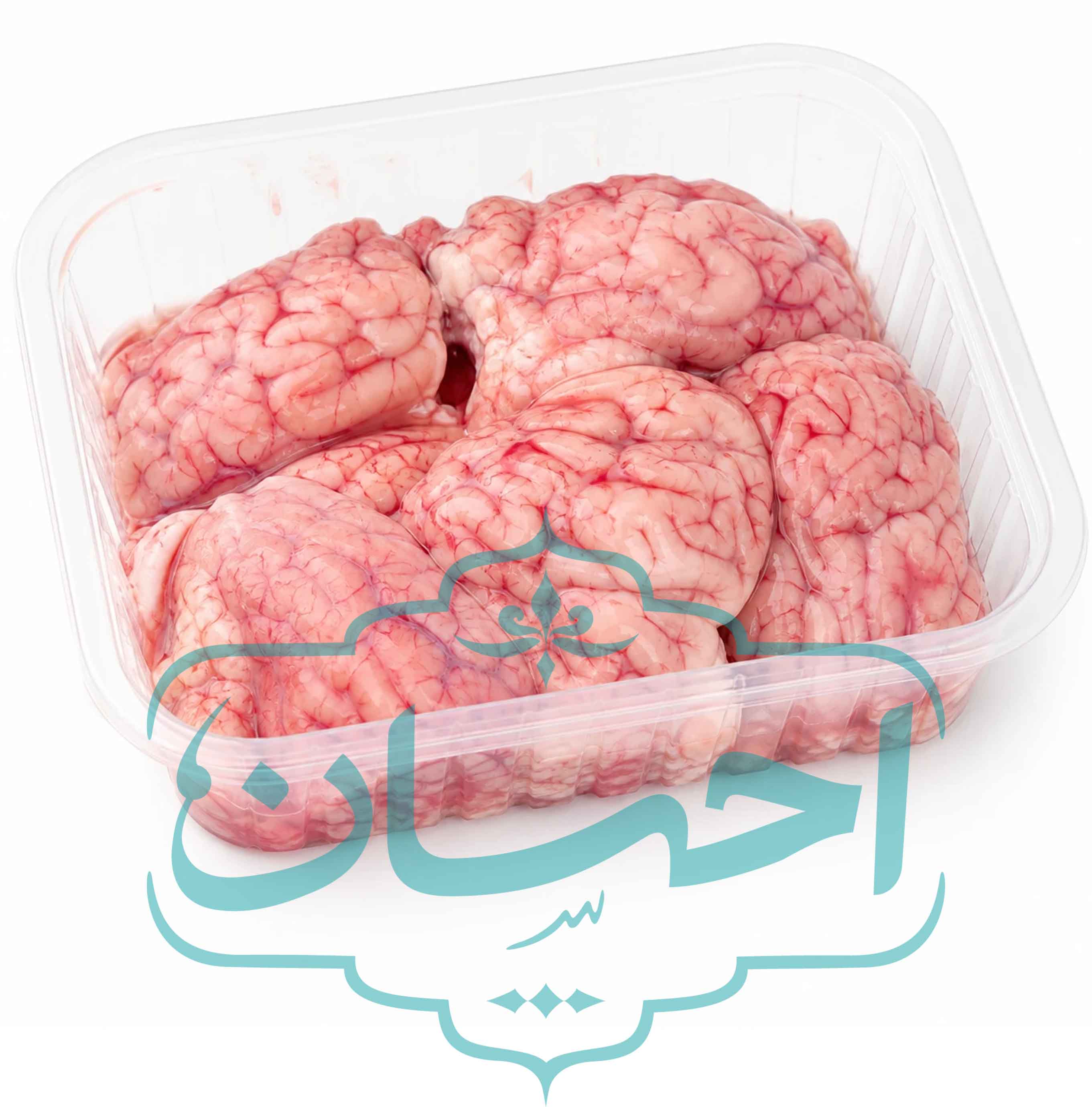 مغز شتر